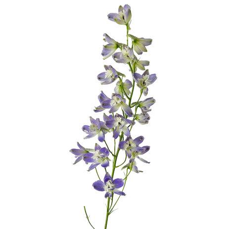 delphinium-trick-ks-lavender.jpg