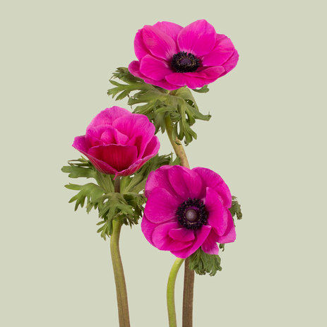 flower-delivery-hot-pink-anemones.jpg