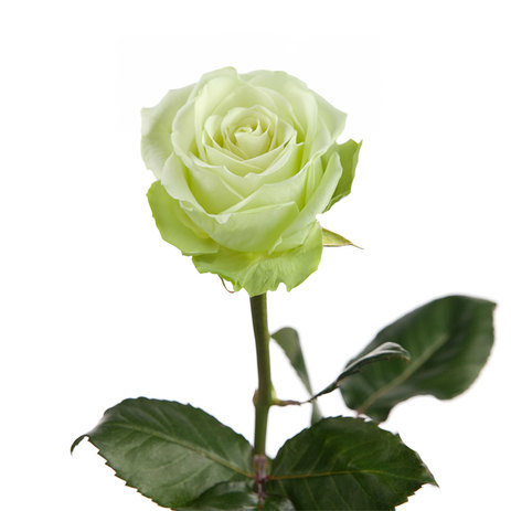 green-romance-rose.jpg