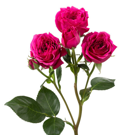 hot-pink-spray-roses.jpg
