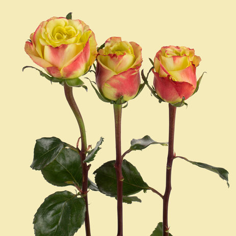 journey-garden-rose-bulk-flowers.jpg