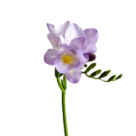 lavender-freesia.jpg