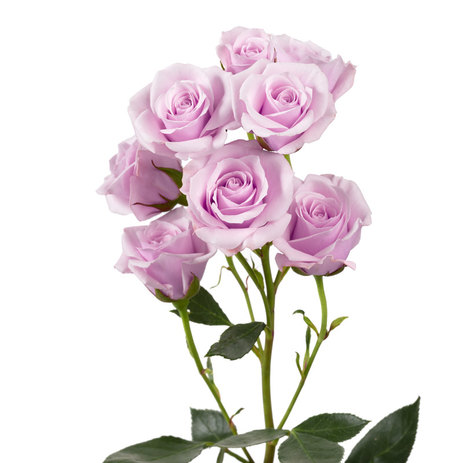 lavender-spray-roses.jpg