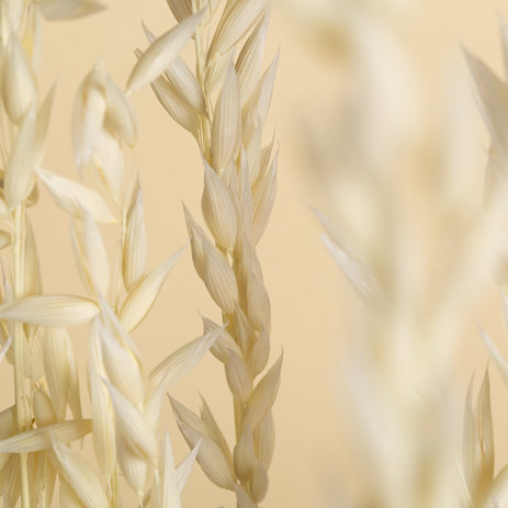 oats-bleach-dried-grass.jpg