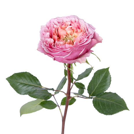 pink-monster-garden-rose.jpg