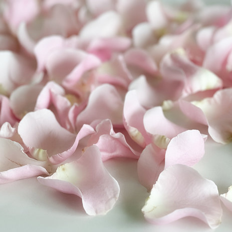 pink-rose-petals.jpg