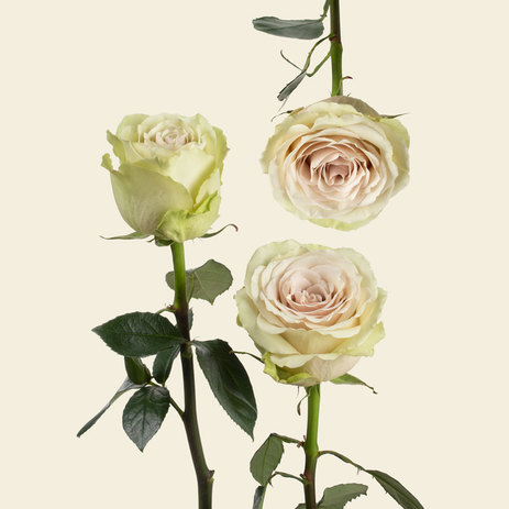 pompei-roses.jpg