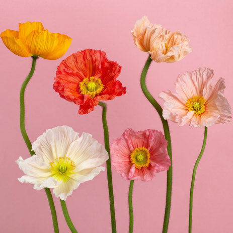 poppy-bulk-flowers.jpg