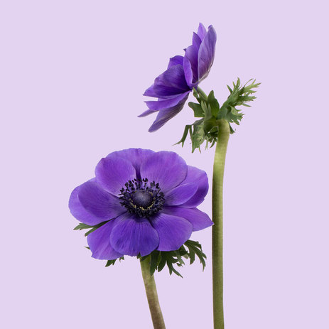 purple-anemones-flower-delivery-ss.jpg