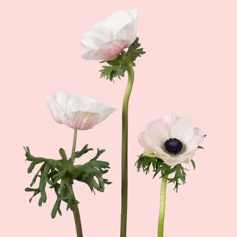 shop-blush-anemones.jpg