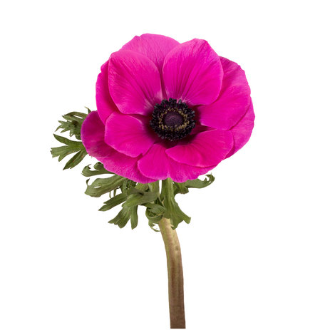 shop-hot-pink-anemones.jpg