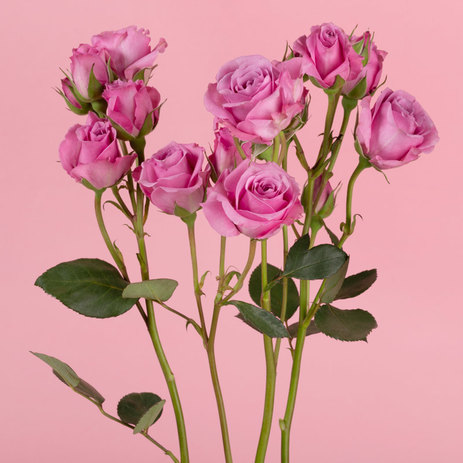 spray-roses-online.jpg