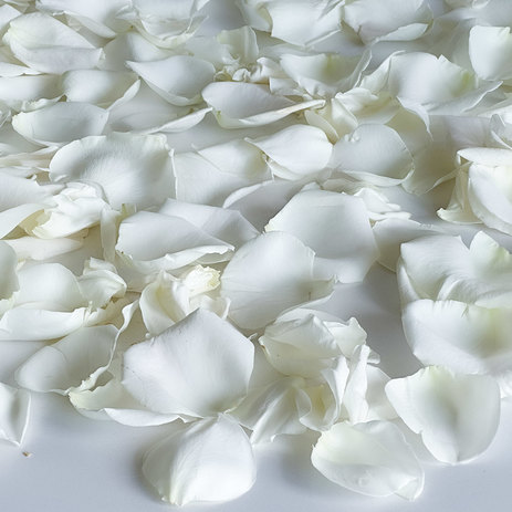 white-rose-petals.jpg