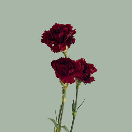 wholesal-carnation-red-velvet.jpg