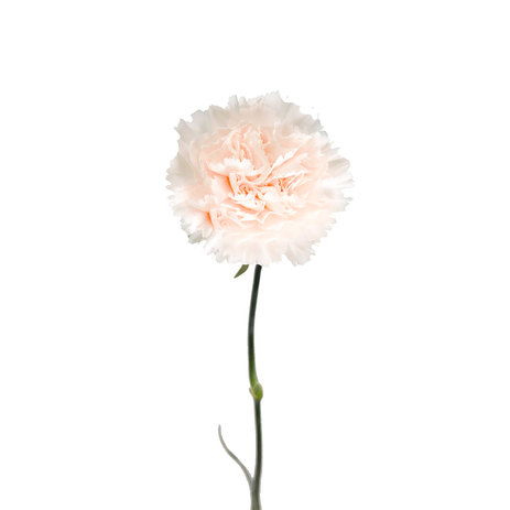 wholesale-carnation-brut.jpg