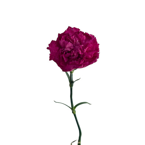 wholesale-carnation-purple-pixel.jpg