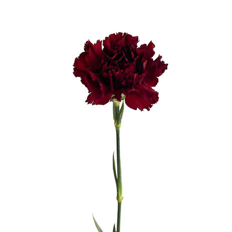 wholesale-carnation-red-velvet.jpg