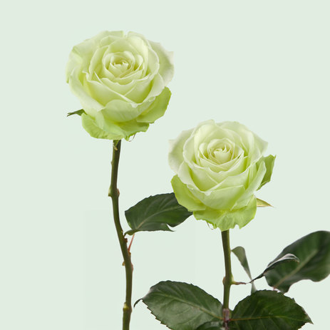 wholesale-green-romance-roses.jpg