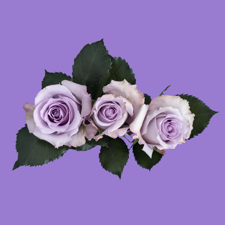 wholesale-lavender-roses.jpg