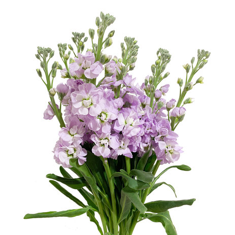 wholesale-lavender-stock.jpeg