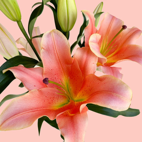 wholesale-lilies-zelmira.jpg