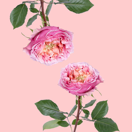 wholesale-pink-monster-garden-rose.jpg