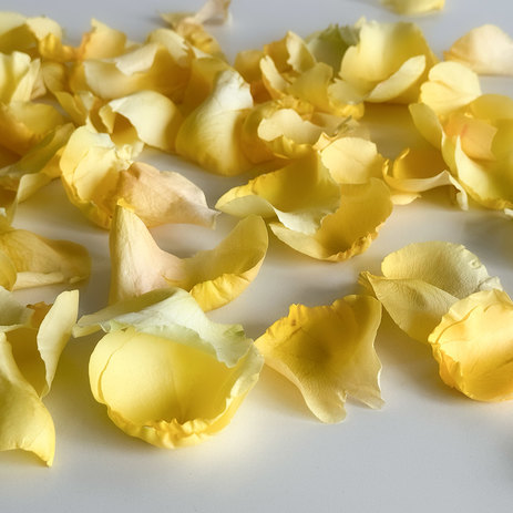 yellow-rose-petals.jpg