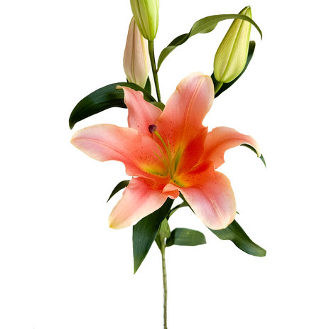 zelmira-lilies-peach.jpg