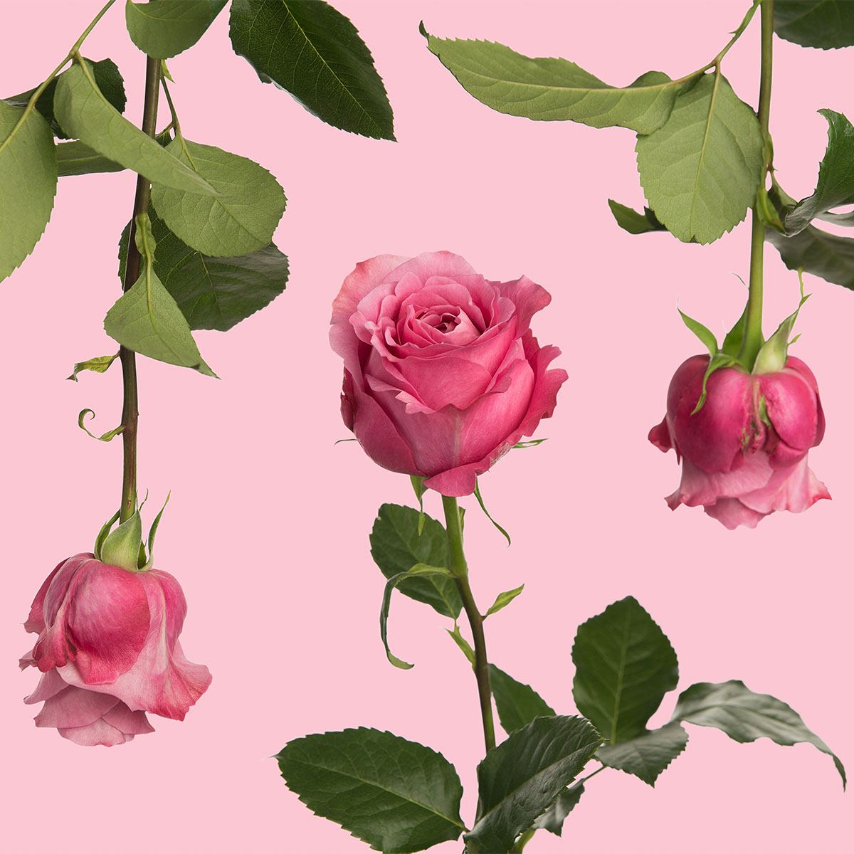 All 4 Love Garden Rose | Sami Sacha Flowers