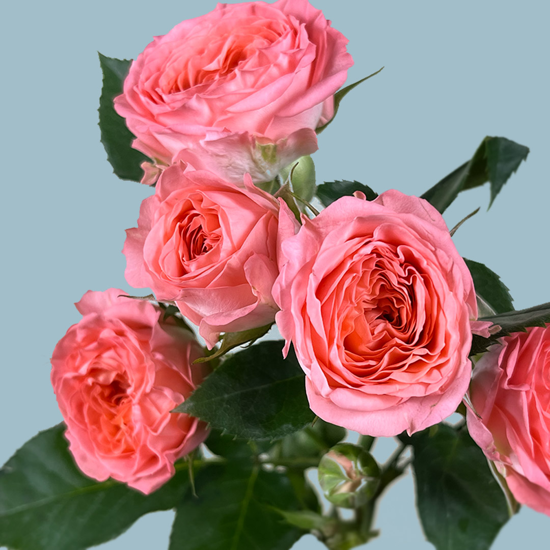 Fibonacci Nautilus Spray Rose