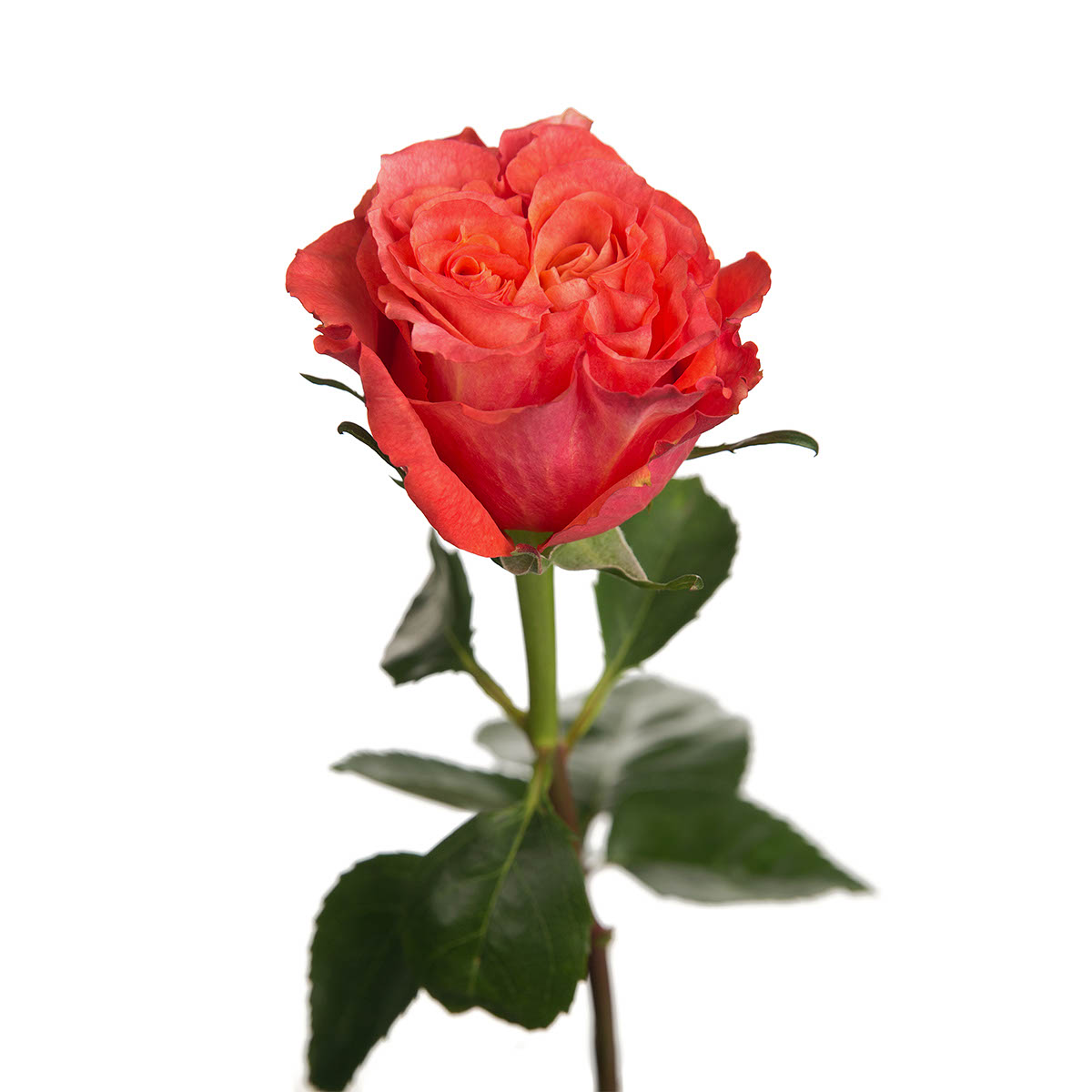 Carabella Garden Rose