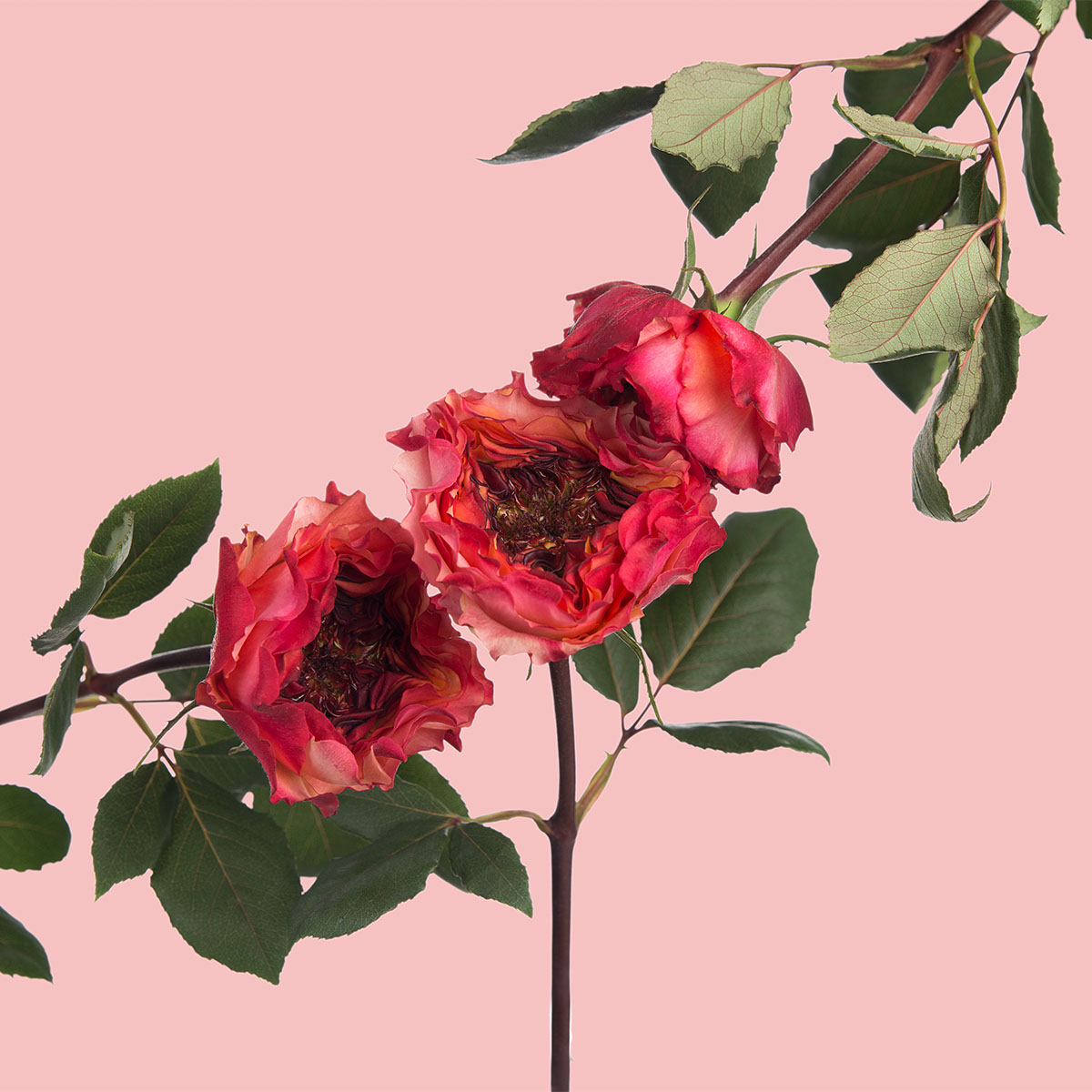 Carnivora Garden Rose