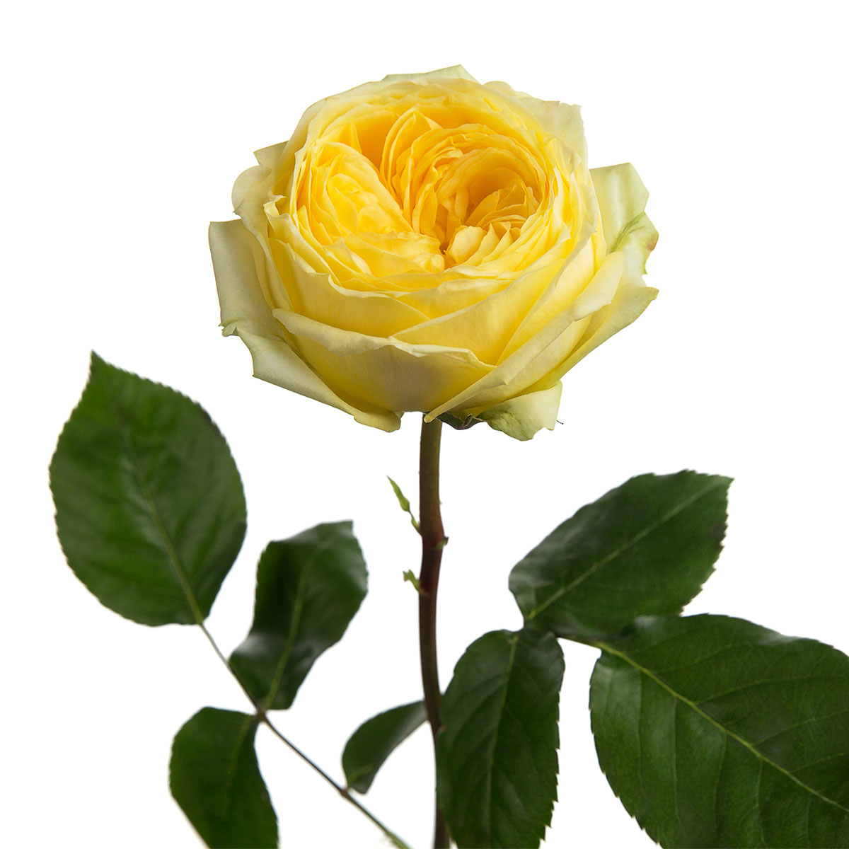 Catalina Garden Rose