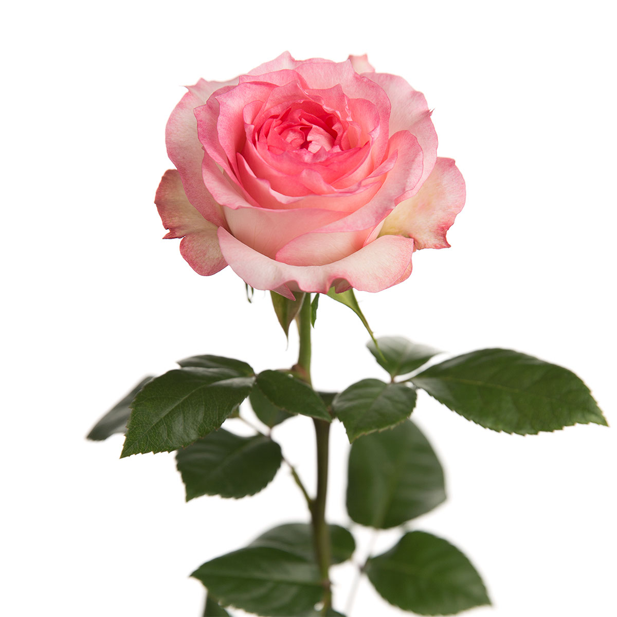 Mayra Fantasy Garden Rose