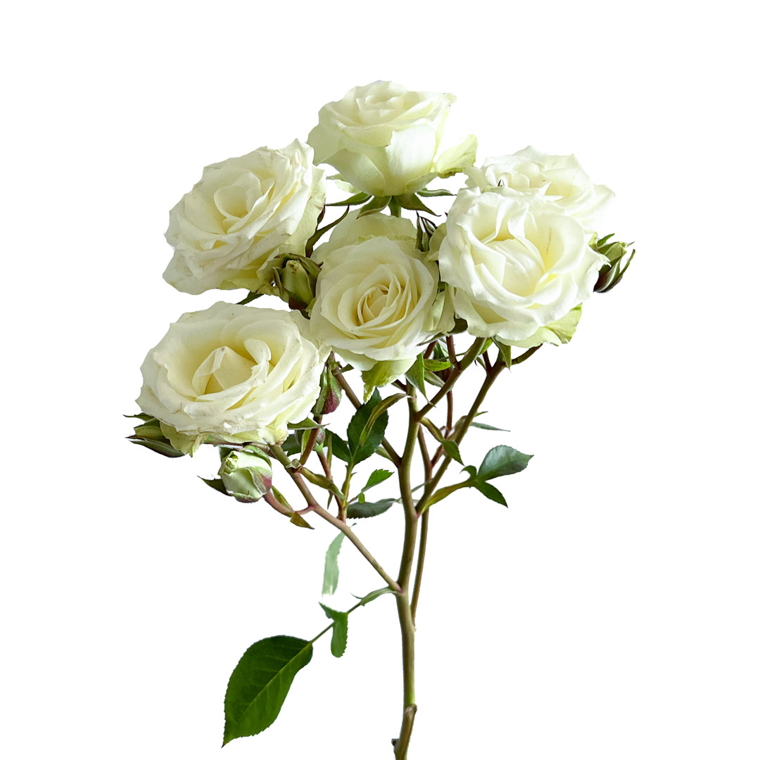 Floreana White Spray Rose