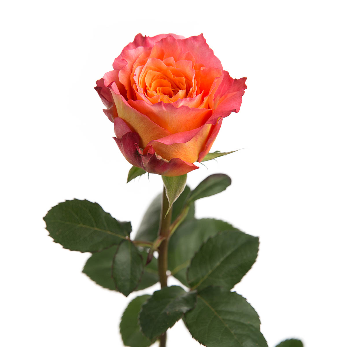 Free Spirit Garden Rose