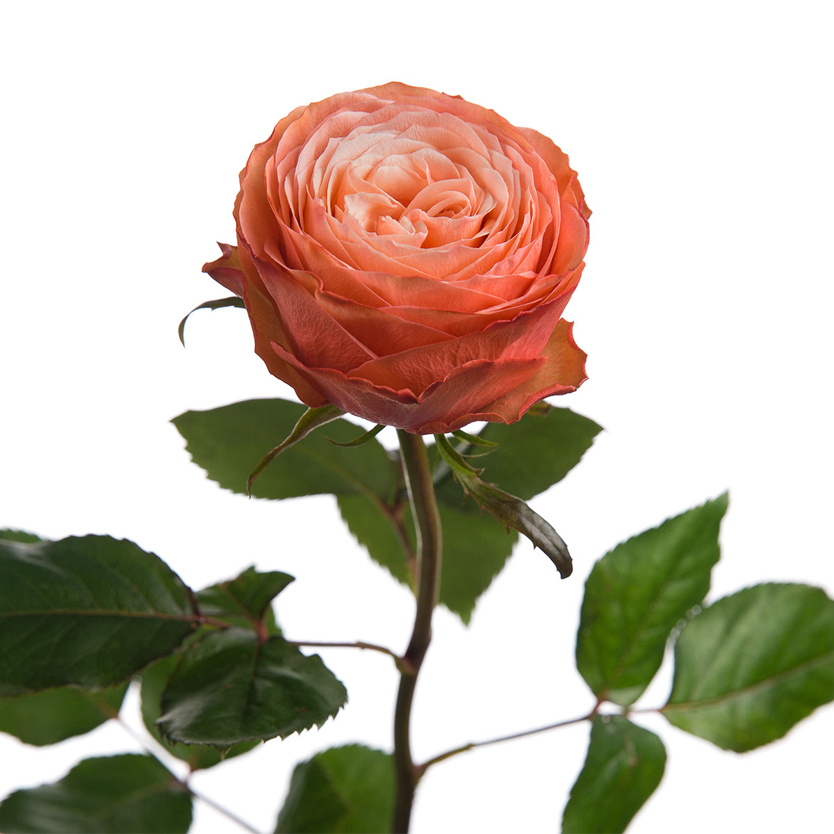 Kahala Garden Rose