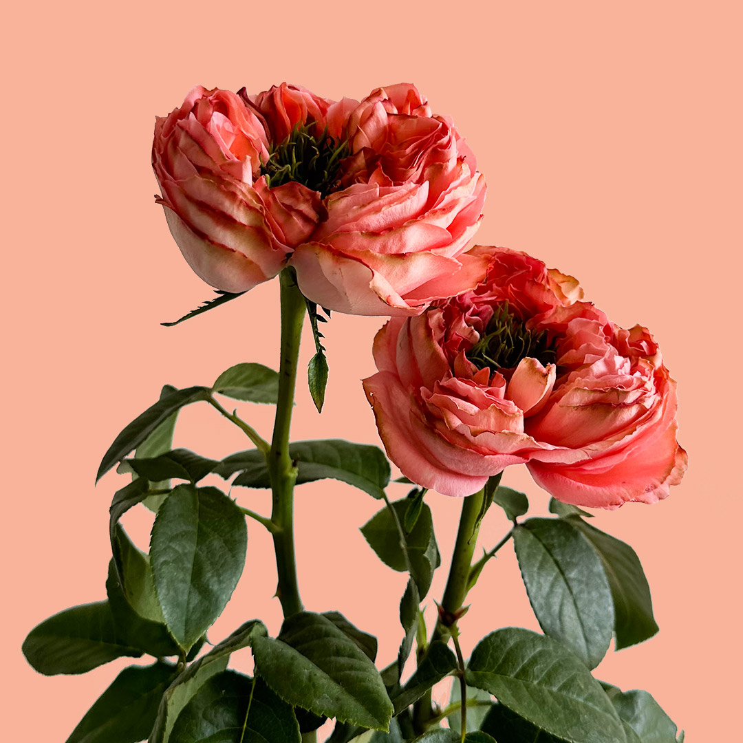 Mandarine Xpression Garden Rose