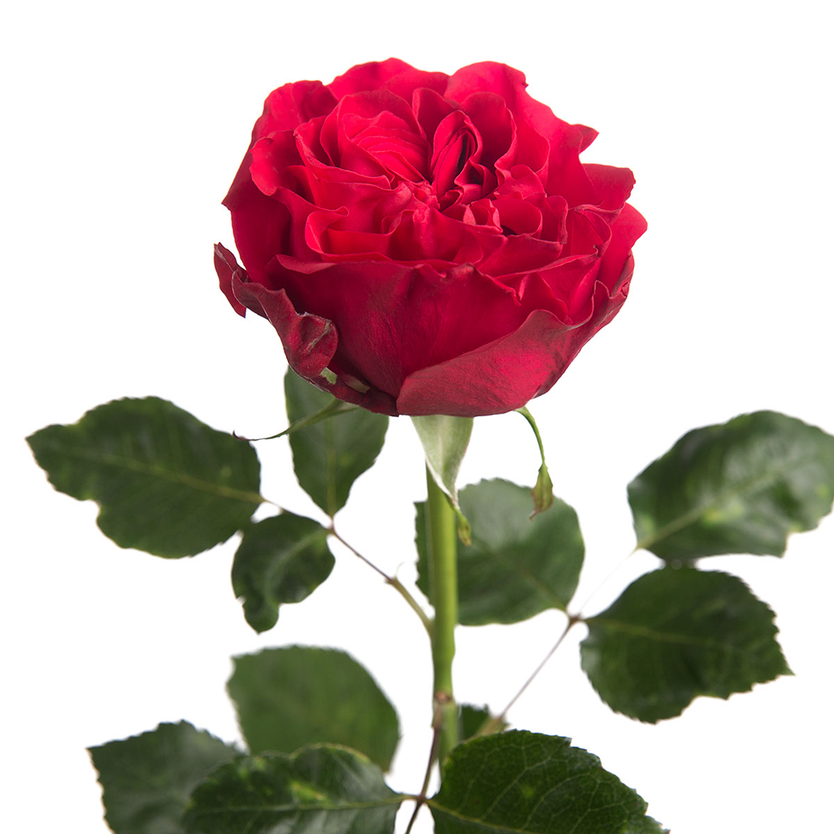 Hot Pink Mayra Garden Rose