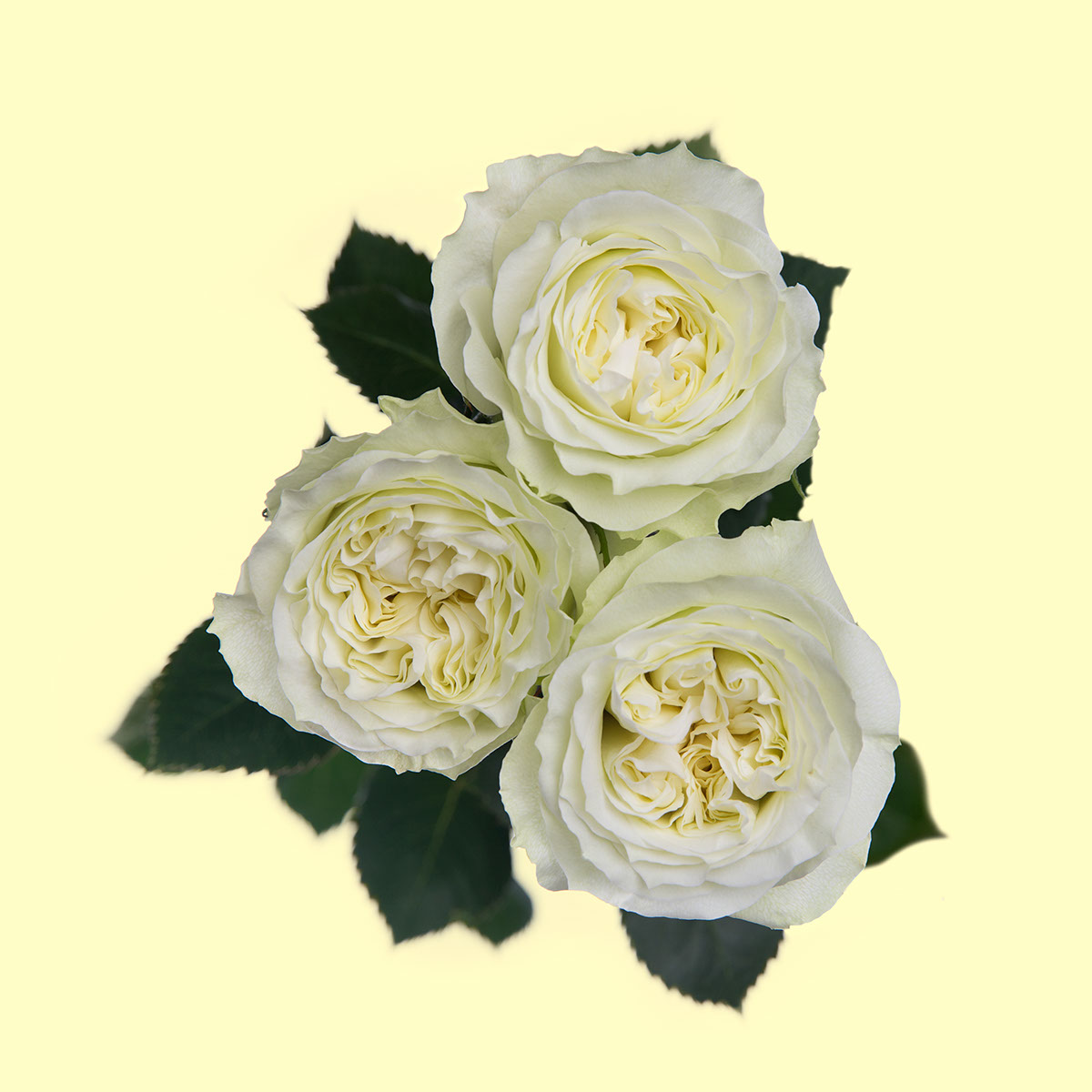 Mayra White Garden Rose