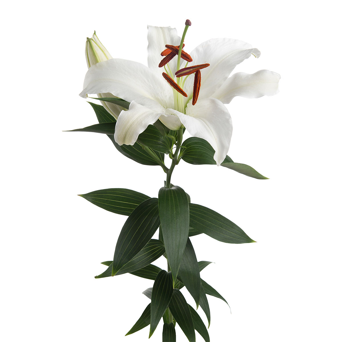 Orienpet White Lilies