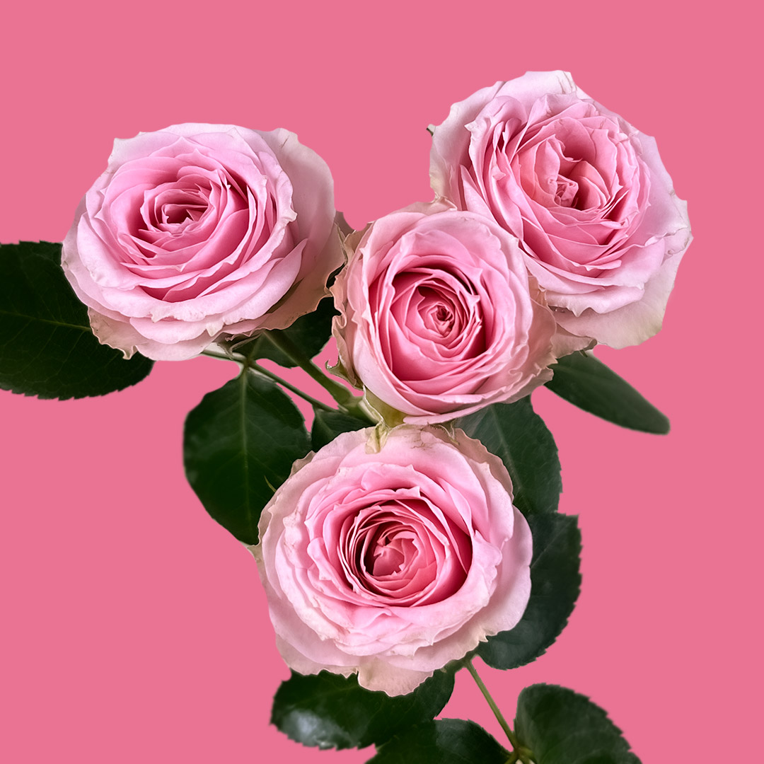 Pink Irishka Spray Rose