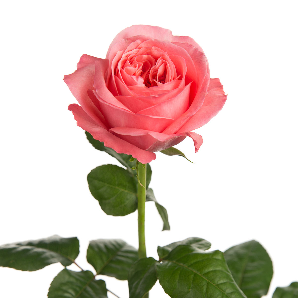 Pink Expression Garden Rose