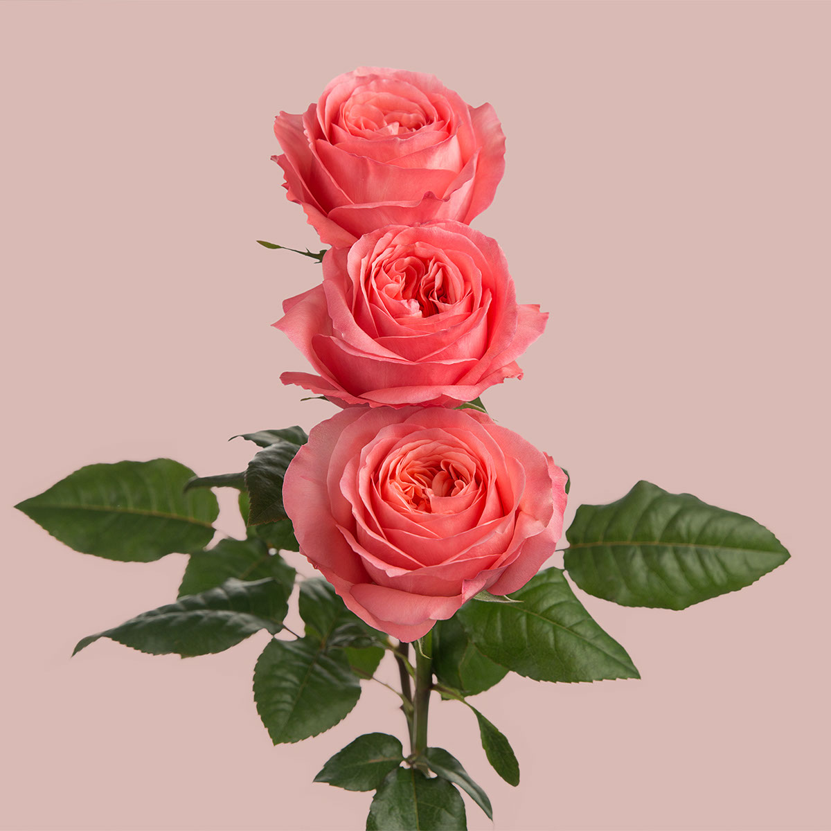 Pink Expression Garden Rose