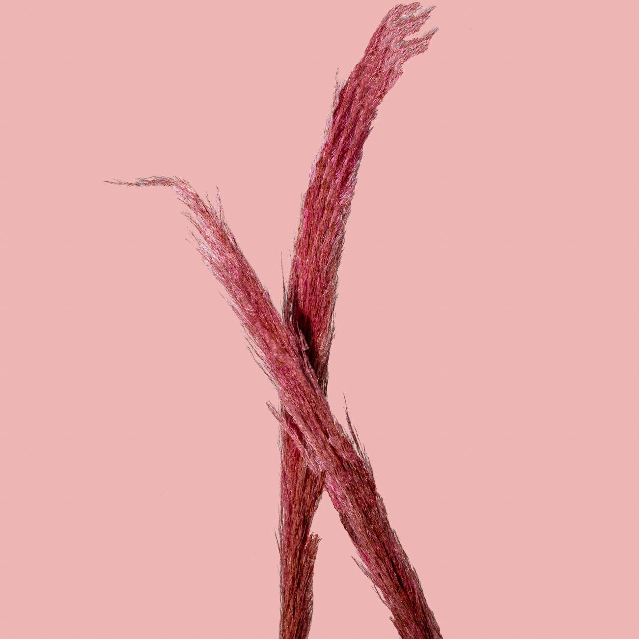 Pink Pampas Grass