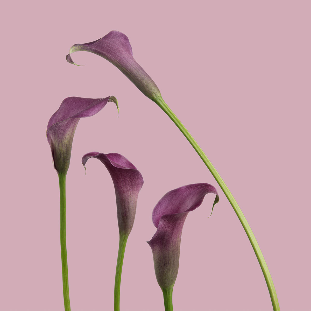 Purple Mini Callas
