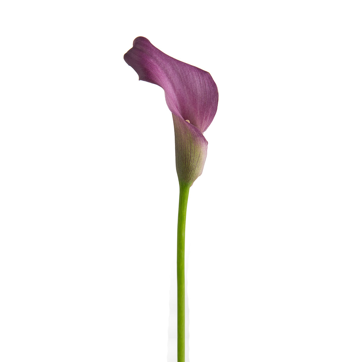 Purple Mini Callas