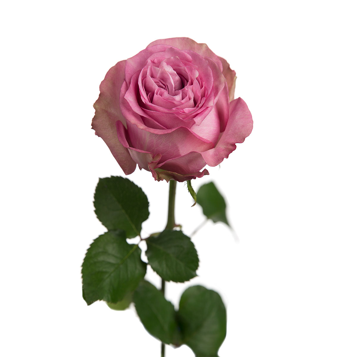 Queens Crown Garden Rose