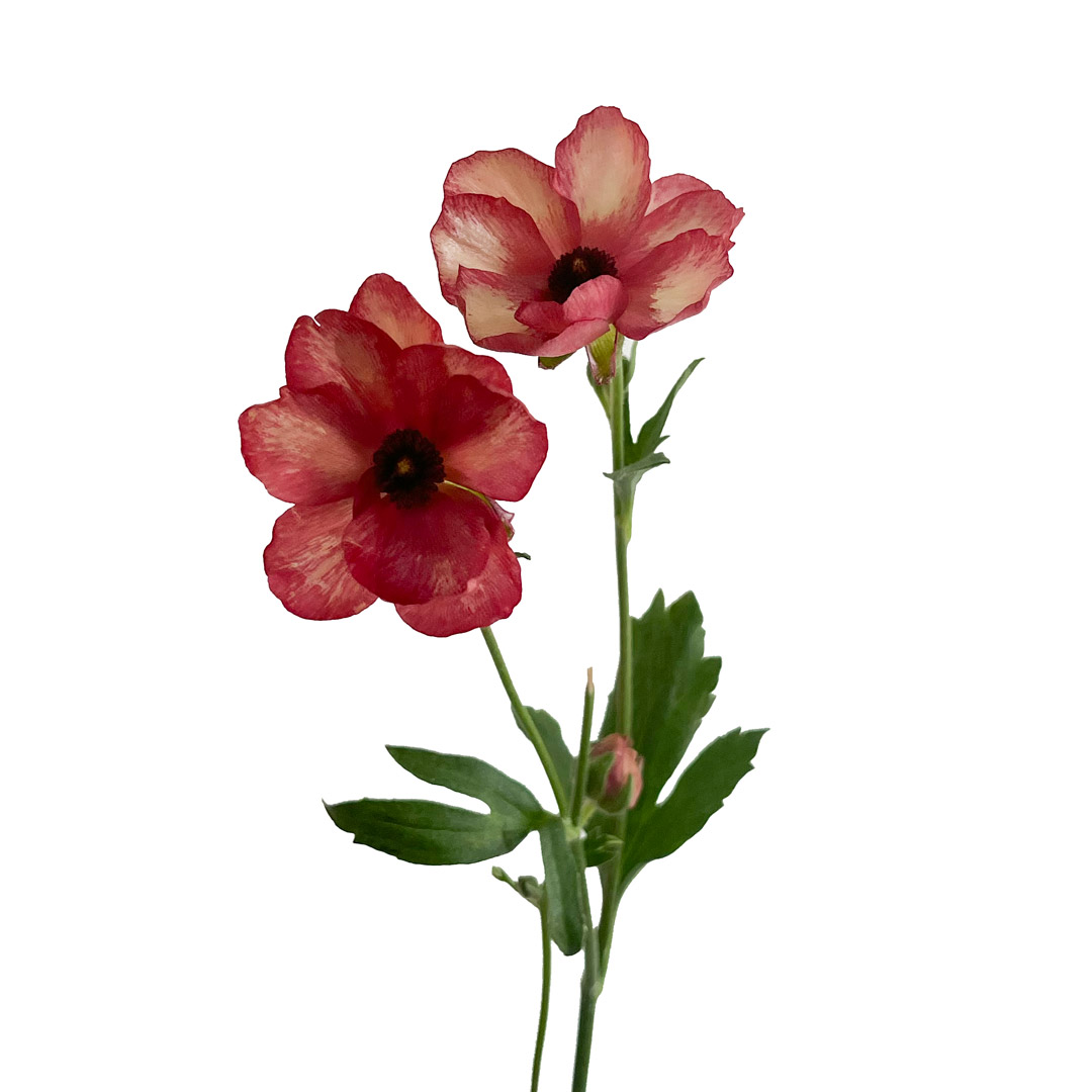 Ranunculus Butterfly Red Theseus