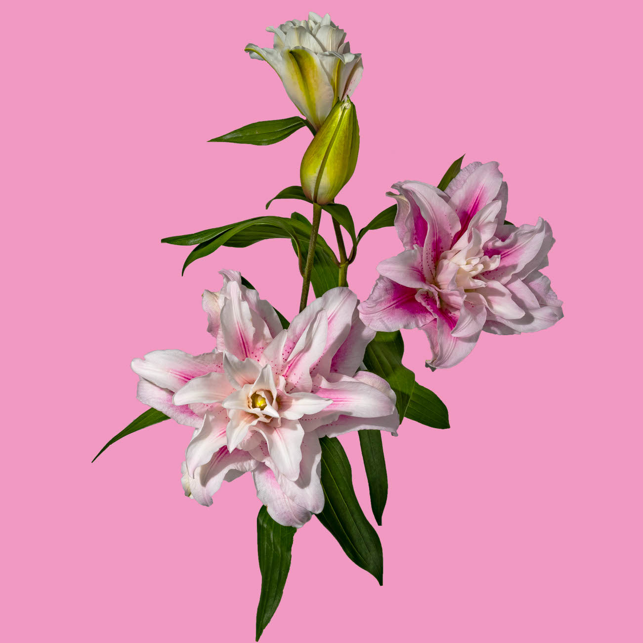 Rose Lilies